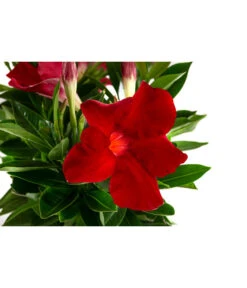 Dipladenie, Ampel -Gartenbedarf Geschäft 8822827 WE DE 001 DipladenieT14