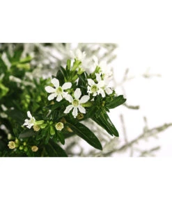 Pflanzen-Duo Herbstbrise, Verschiedene Sorten -Gartenbedarf Geschäft 8823833 WE DE 001 GitterkrautKoecherbluemchenMixWeiss