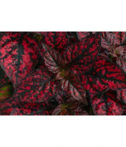 Punktblume 'Hippo', Verschiedene Sorten 15 Punktblume 'Hippo', Verschiedene Sorten -Gartenbedarf Geschäft 8824252 WE DE 001 HippoMixT12