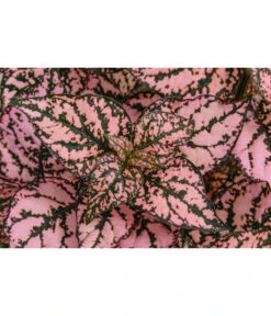 Punktblume 'Hippo', Verschiedene Sorten 16 Punktblume 'Hippo', Verschiedene Sorten -Gartenbedarf Geschäft 8824252 WE DE 002 HippoMixT12