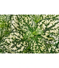 Punktblume 'Hippo', Verschiedene Sorten 17 Punktblume 'Hippo', Verschiedene Sorten -Gartenbedarf Geschäft 8824252 WE DE 003 HippoMixT12