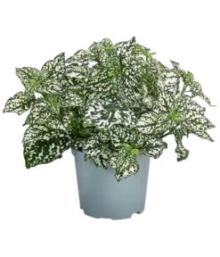 Punktblume 'Hippo', Verschiedene Sorten 12 Punktblume 'Hippo', Verschiedene Sorten -Gartenbedarf Geschäft 8824252 WE FS 003 HippoMixT12