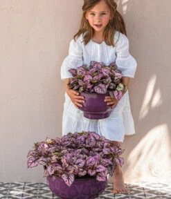 Punktblume 'Hippo', Verschiedene Sorten 13 Punktblume 'Hippo', Verschiedene Sorten -Gartenbedarf Geschäft 8824252 WE MO 002 PunktblumeHippo