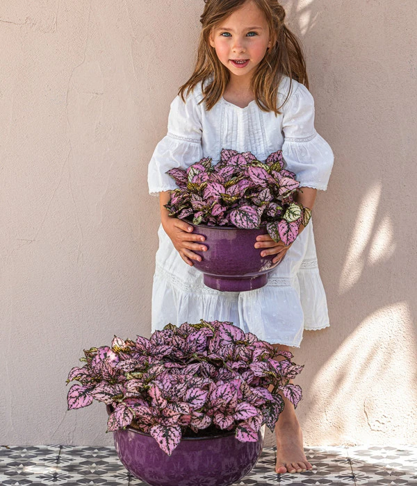 Punktblume 'Hippo', Verschiedene Sorten 6 Punktblume 'Hippo', Verschiedene Sorten – Bild 4