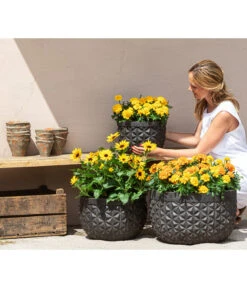 Studentenblume, Verschiedene Farben -Gartenbedarf Geschäft 8826323 8807091 8819146 8516635 WE MO 001 Studentenblume