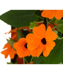 Schwarzäugige Susanne -Gartenbedarf Geschäft 8826505 WE DE 005 ThunbergiaOrangeT13