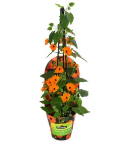 Schwarzäugige Susanne