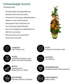 Schwarzäugige Susanne -Gartenbedarf Geschäft 8826505 WE IG 001 ThunbergiaOrangeT13