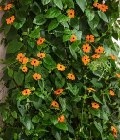 Schwarzäugige Susanne -Gartenbedarf Geschäft 8826505 WE MO 001 ThunbergiaAlataSchwarzaeugigeSusanneT13