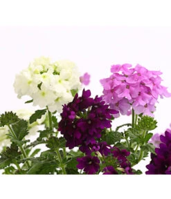 Eisenkraut-Trio -Gartenbedarf Geschäft 8827388 WE DE 001 EisenkrautVerbenaHybrideTrioT13OWDehnerExpressHerzig