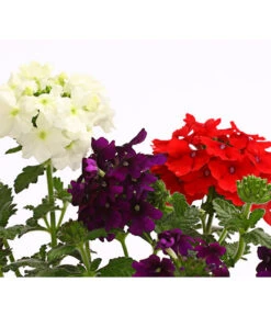 Eisenkraut-Trio -Gartenbedarf Geschäft 8827388 WE DE 002 EisenkrautVerbenaHybrideTrioT13OWDehnerExpressHerzig