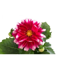 Zwergdahlie, Besonderheit -Gartenbedarf Geschäft 8829939 WE DE 001 ZwergdahlieBesonderheitT12