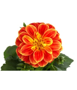 Zwergdahlie, Besonderheit -Gartenbedarf Geschäft 8829939 WE DE 002 ZwergdahlieBesonderheitT12