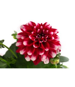 Zwergdahlie, Besonderheit -Gartenbedarf Geschäft 8829939 WE DE 003 ZwergdahlieBesonderheitT12