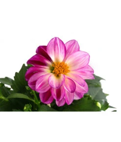 Zwergdahlie, Besonderheit -Gartenbedarf Geschäft 8829939 WE DE 004 ZwergdahlieBesonderheitT12