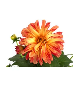 Zwergdahlie, Besonderheit -Gartenbedarf Geschäft 8829939 WE DE 005 ZwergdahlieBesonderheitT12