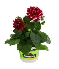 Zwergdahlie, Besonderheit -Gartenbedarf Geschäft 8829939 WE FS 003 ZwergdahlieBesonderheitT12