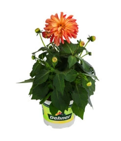 Zwergdahlie, Besonderheit -Gartenbedarf Geschäft 8829939 WE FS 005 ZwergdahlieBesonderheitT12