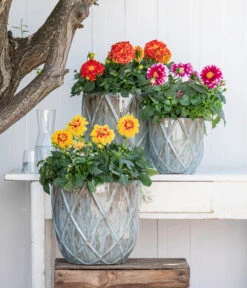 Zwergdahlie, Besonderheit -Gartenbedarf Geschäft 8829939 WE MO 001 ZwergDahlienT12