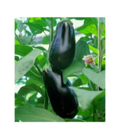 Dehner Gourmet Garten Aubergine, Veredelt -Gartenbedarf Geschäft 8830051 BildFS 001 AubergineCarmenGgAubergineCarmen