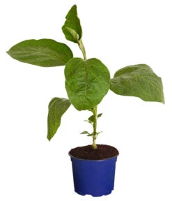 Dehner Gourmet Garten Aubergine, Veredelt -Gartenbedarf Geschäft 8830051 WE FS 001 AubergineCarmenT12DehnerExpressZS