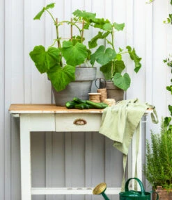 Bioland Gurke, Veredelt -Gartenbedarf Geschäft 8830663 WE MO 002 Gurke CucurbitaePepoZucchiniGruen