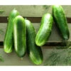 Snackgurke -Gartenbedarf Geschäft 8830960 WE MO 002 SnackgurkeMinigurkeBabygurke