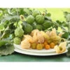 Dehner Ananaskirsche Physalis 1 Dehner Ananaskirsche Physalis -Gartenbedarf Geschäft 8837965 WE MO 001 GourmetAndenbeereGoldvital