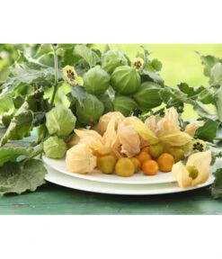 Dehner Ananaskirsche Physalis