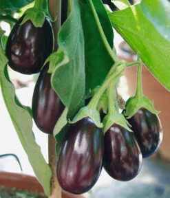 Pick-&-Joy® Aubergine Mit Früchten -Gartenbedarf Geschäft 8838047 WE DE 001 AubergineOphelliaF1Fruechte