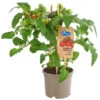 Pick-a-Tom® Cocktailtomate Mit Früchten, Rot -Gartenbedarf Geschäft 8838757 PR FS 002 PickaTomCherrytomateRotT14DehnerExpressHerzig