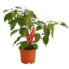 Pick-a-Hot Pep® Peperoni Mit Früchten -Gartenbedarf Geschäft 8838765 PR FS 006 PeperoniRotMitFrucht