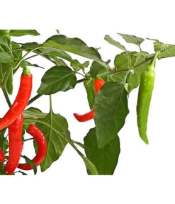 Pick-a-Hot Pep® Peperoni Mit Früchten -Gartenbedarf Geschäft 8838765 WE DE 001 RotePeperoniMitFrucht