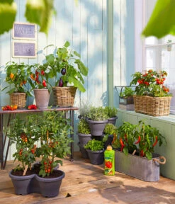 Pick-a-Hot Pep® Peperoni Mit Früchten -Gartenbedarf Geschäft 8838815 WE MO 001 PickaTomBeerentomateCandyT14