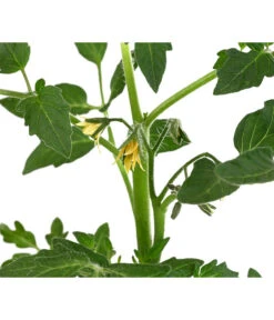 Tomate 'Previa' -Gartenbedarf Geschäft 8839136 WE DE 001 TomatePrevia