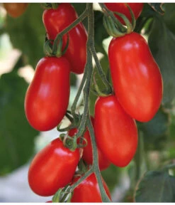 Mini San-Marzano Tomate 'Trilly' -Gartenbedarf Geschäft 8839144 we DE 001 TomateTrilly