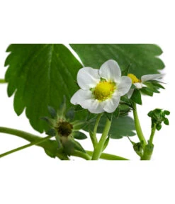 Erdbeerampel -Gartenbedarf Geschäft 8840753 WE DE 001 FragariaErdbeerampelT20