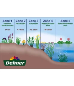 Dehner Seerose 'Aurora' -Gartenbedarf Geschäft WE DE 001 Teichzonen Wasserpflanzen Schild